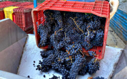 vendemmia_toscana_2020_sangiovese